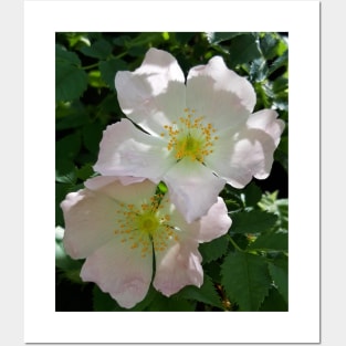 Wild Rose. Posters and Art